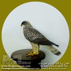 سارگپه پر پا